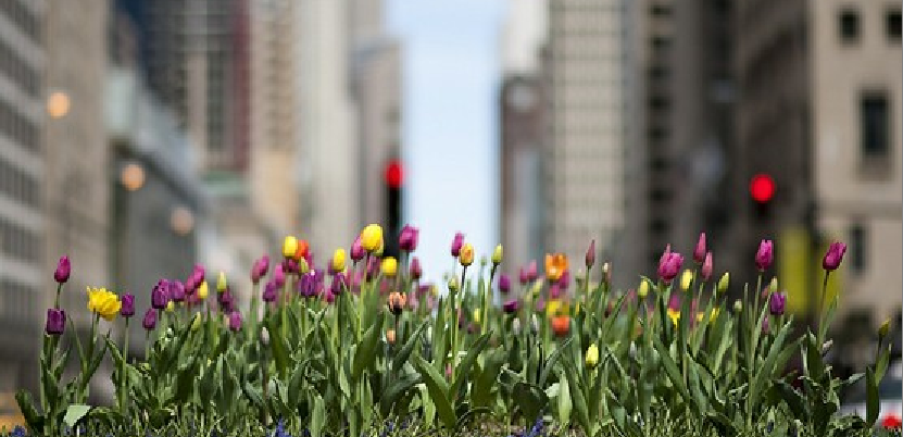 Chicago in Spring. Damn we missed you! 